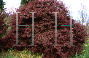 Picture of Acer palmatum (Dissectum Group) 'Dissectum Nigrum'