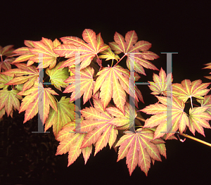 Picture of Acer palmatum 'Ever Autumn'