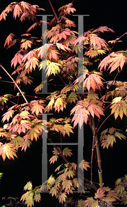 Picture of Acer palmatum 'Ever Autumn'