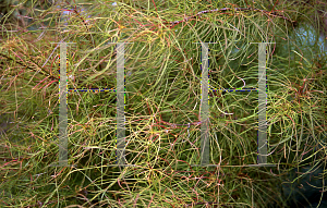 Picture of Acer palmatum(Linearilobum Group) 'Fairy Hair'