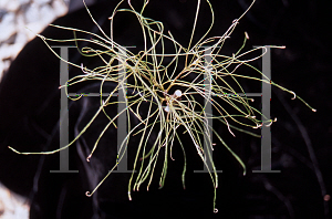 Picture of Acer palmatum(Linearilobum Group) 'Fairy Hair'