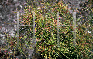 Picture of Acer palmatum(Linearilobum Group) 'Fairy Hair'