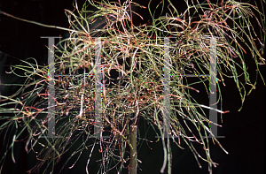 Picture of Acer palmatum(Linearilobum Group) 'Fairy Hair'