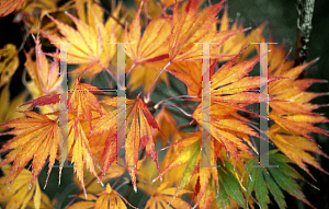 Picture of Acer palmatum (Matsumurae Group) 'Falls Fire'