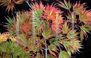 Picture of Acer palmatum (Matsumurae Group) 'Falls Fire'