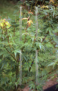 Picture of Acer palmatum (Matsumurae Group) 'Falls Fire'