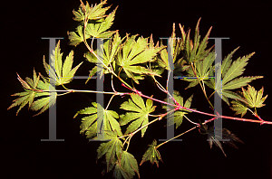 Picture of Acer palmatum (Matsumurae Group) 'Falls Fire'