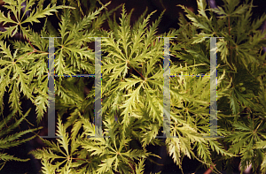 Picture of Acer palmatum (Dissectum Group) 'Filigree'