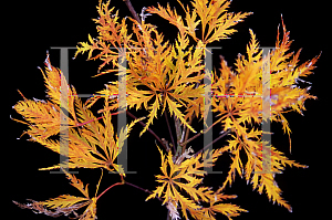 Picture of Acer palmatum (Dissectum Group) 'Filigree'