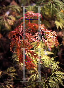 Picture of Acer palmatum (Dissectum Group) 'Filigree'