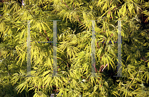 Picture of Acer palmatum (Dissectum Group) 'Filigree'