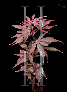 Picture of Acer palmatum (Matsumurae Group) 'Fireball'