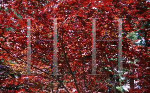 Picture of Acer palmatum 'Fireglow'