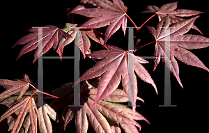 Picture of Acer palmatum 'Fireglow'