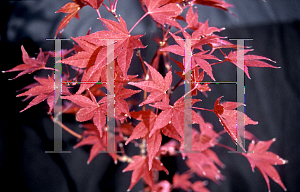 Picture of Acer palmatum 'Fireglow'