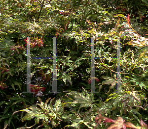 Picture of Acer palmatum (Matsumurae Group) 'First Ghost'