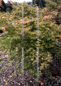 Picture of Acer palmatum (Matsumurae Group) 'First Ghost'