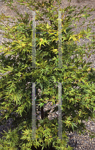 Picture of Acer palmatum 'Fjellheim'
