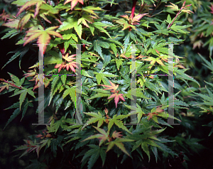 Picture of Acer palmatum 'Fjellheim'