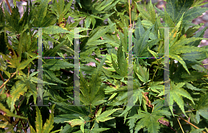 Picture of Acer palmatum 'Fjellheim'
