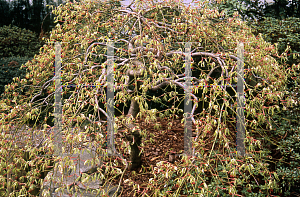 Picture of Acer palmatum (Dissectum Group) 'Flavescens'