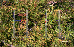 Picture of Acer palmatum (Dissectum Group) 'Flavescens'