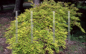 Picture of Acer palmatum (Dissectum Group) 'Flavescens'