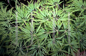 Picture of Acer palmatum (Dissectum Group) 'Flavescens'