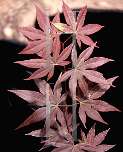 Picture of Acer palmatum 'Flushing'