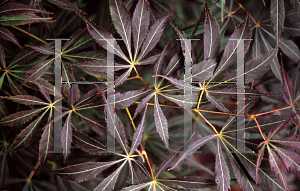 Picture of Acer palmatum (Matsumurae Group) 'G Seedling'