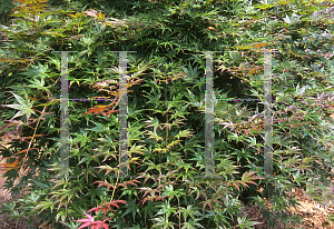 Picture of Acer palmatum (Matsumurae Group) 'Gaki-no-sugi'