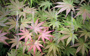 Picture of Acer palmatum (Matsumurae Group) 'Gaki-no-sugi'