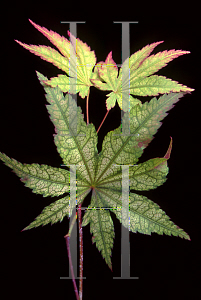 Picture of Acer palmatum (Matsumurae Group) 'Gaki-no-sugi'