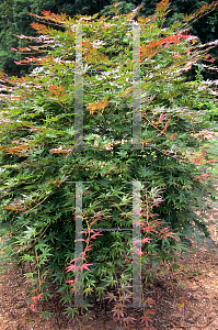 Picture of Acer palmatum (Matsumurae Group) 'Gaki-no-sugi'