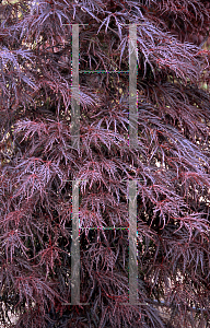 Picture of Acer palmatum (Dissectum Group) 'Garnet'