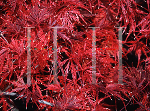 Picture of Acer palmatum (Dissectum Group) 'Garnet'