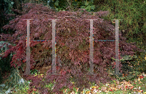 Picture of Acer palmatum (Dissectum Group) 'Garnet'