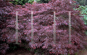 Picture of Acer palmatum (Dissectum Group) 'Garnet'