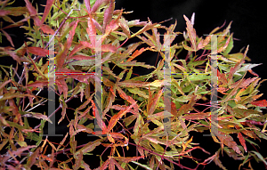 Picture of Acer palmatum (Matsumurae Group) 'Garyu'