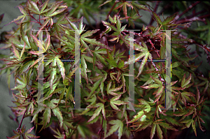 Picture of Acer palmatum (Matsumurae Group) 'Garyu'