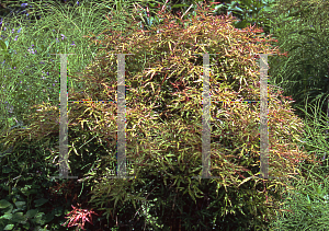 Picture of Acer palmatum (Matsumurae Group) 'Garyu'