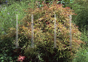 Picture of Acer palmatum (Matsumurae Group) 'Garyu'