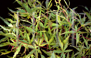 Picture of Acer palmatum (Matsumurae Group) 'Garyu'