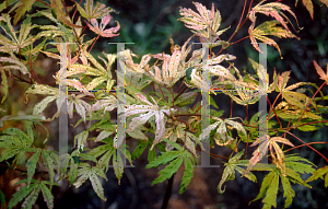 Picture of Acer palmatum 'Geisha'