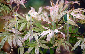 Picture of Acer palmatum 'Geisha'