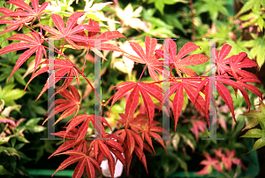 Picture of Acer palmatum 'Geisha'