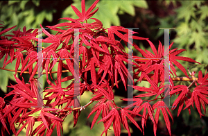 Picture of Acer palmatum 'Geisha'