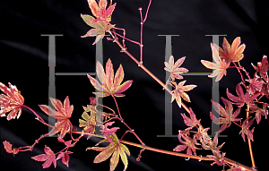 Picture of Acer palmatum 'Geisha'