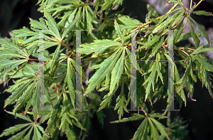 Picture of Acer palmatum (Dissectum Group) 'Golden Glow'