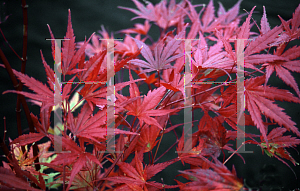 Picture of Acer palmatum 'Glowing Embers'